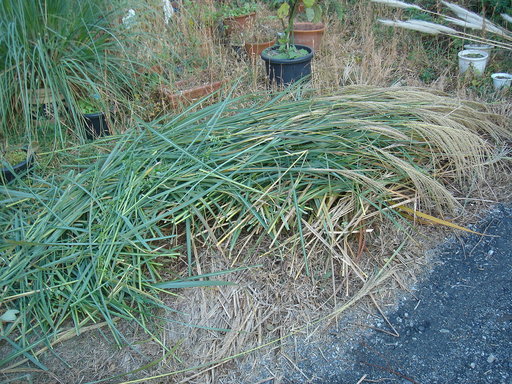 �^�N����́u��͉��|�v