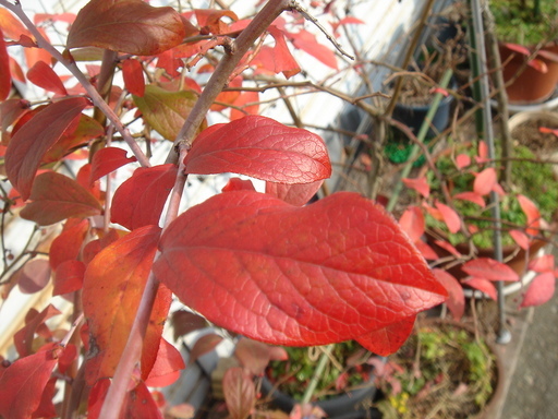 �^�N����́u��͉��|�v