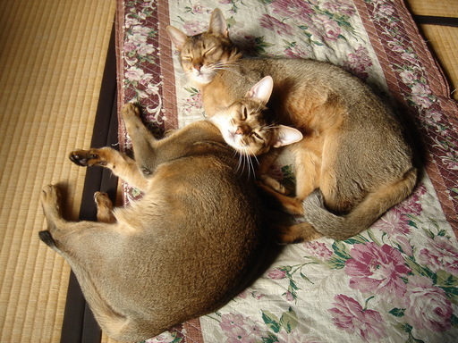 �^�N����́u��͉��|�v