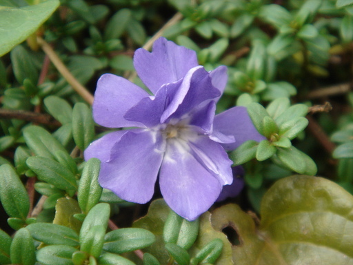 �^�N����́u��͉��|�v