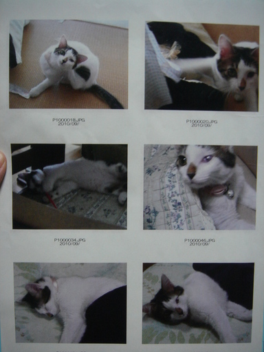 �^�N����́u��͉��|�v