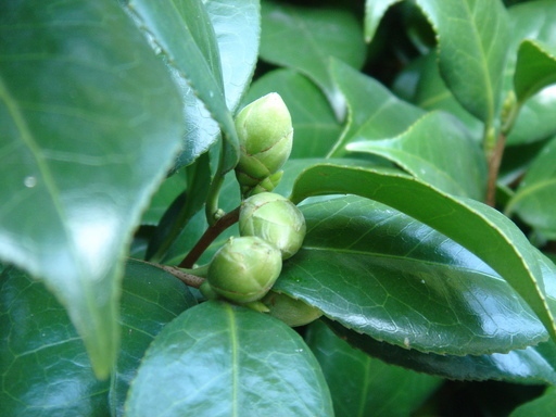 �^�N����́u��͉��|�v