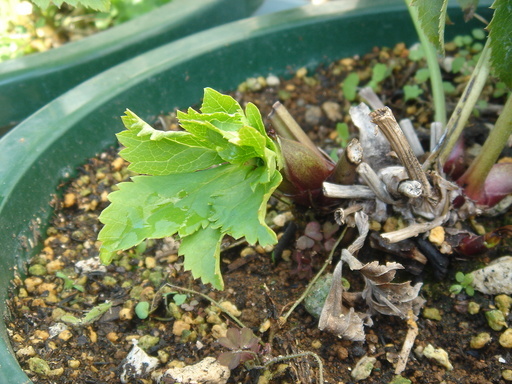 �^�N����́u��͉��|�v