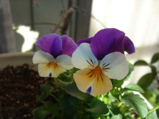 �^�N����́u��͉��|�v