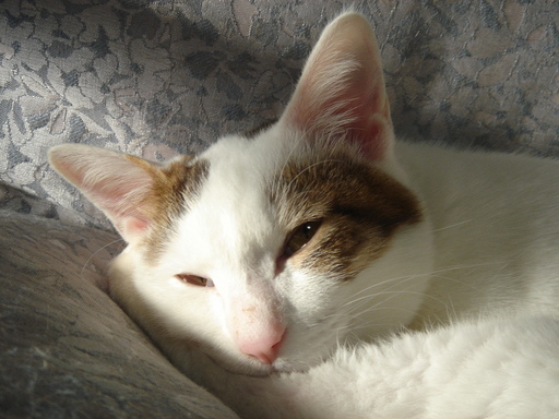 �^�N����́u��͉��|�v