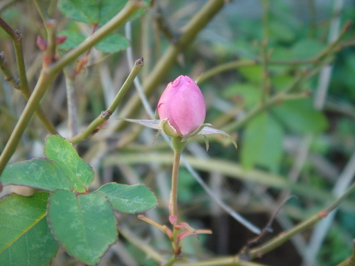 �^�N����́u��͉��|�v