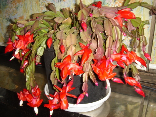 �^�N����́u��͉��|�v