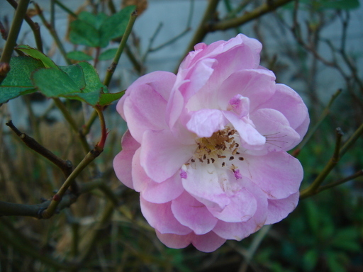 �^�N����́u��͉��|�v