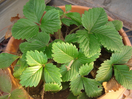 �^�N����́u��͉��|�v