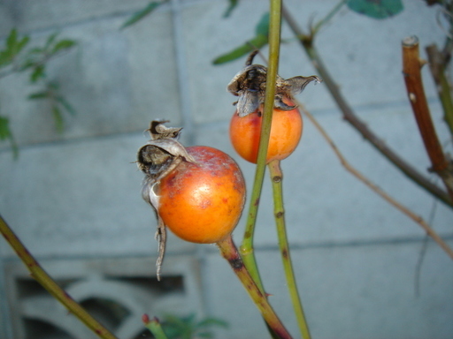 �^�N����́u��͉��|�v