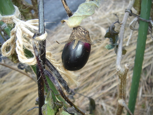 �^�N����́u��͉��|�v