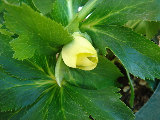 �^�N����́u��͉��|�v