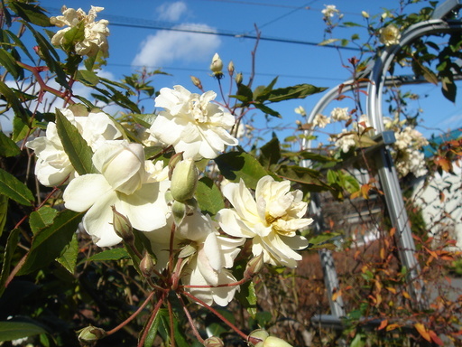 �^�N����́u��͉��|�v