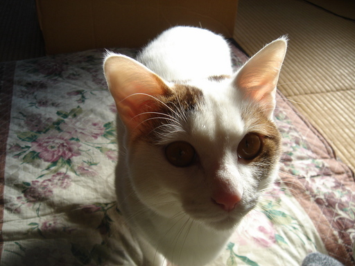 �^�N����́u��͉��|�v