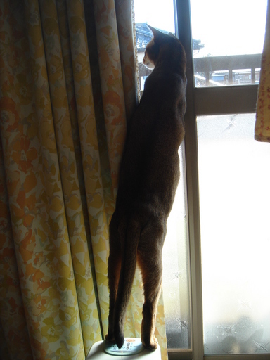 �^�N����́u��͉��|�v