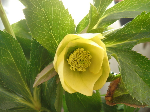 �^�N����́u��͉��|�v