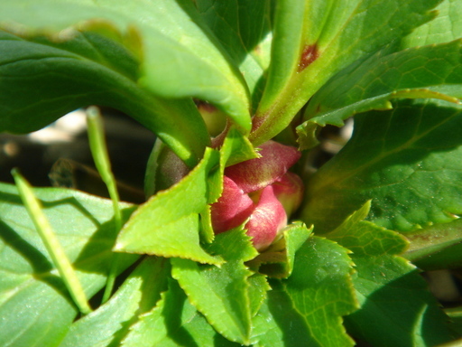 �^�N����́u��͉��|�v