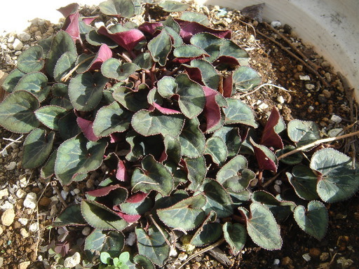 �^�N����́u��͉��|�v