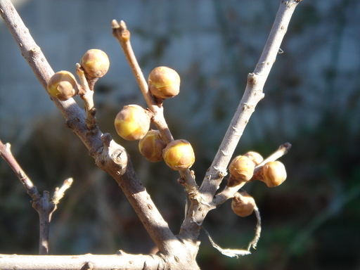 �^�N����́u��͉��|�v