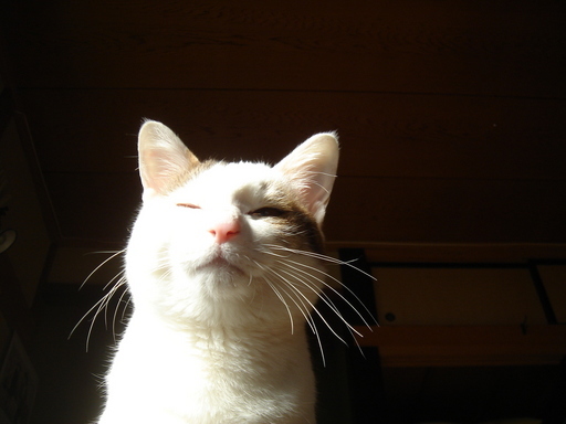 �^�N����́u��͉��|�v