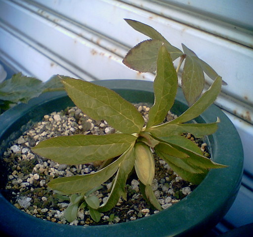 �^�N����́u��͉��|�v