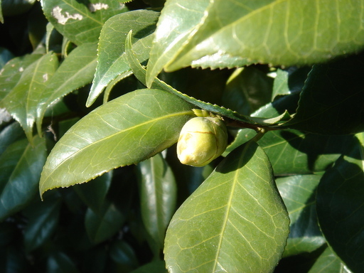 �^�N����́u��͉��|�v