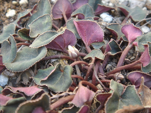 �^�N����́u��͉��|�v