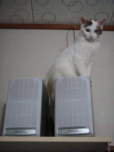 �^�N����́u��͉��|�v