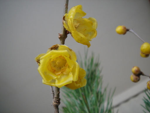 �^�N����́u��͉��|�v