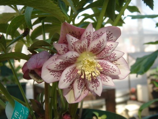 �^�N����́u��͉��|�v