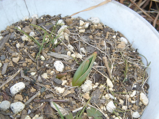 �^�N����́u��͉��|�v