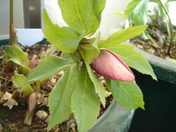 �^�N����́u��͉��|�v