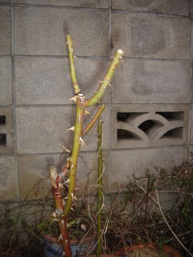 �^�N����́u��͉��|�v