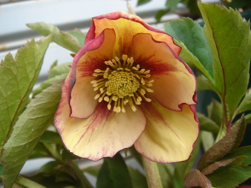 �^�N����́u��͉��|�v