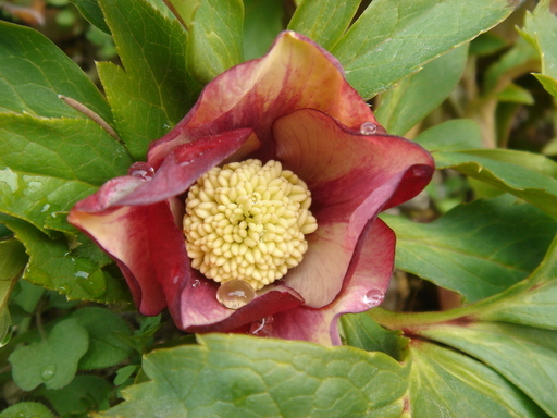 �^�N����́u��͉��|�v