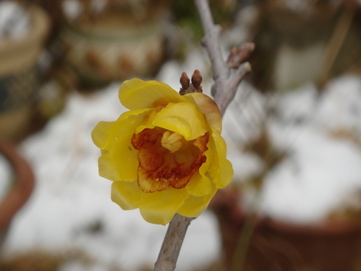 �^�N����́u��͉��|�v