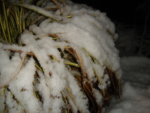 �^�N����́u��͉��|�v