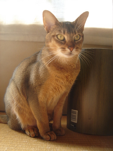 �^�N����́u��͉��|�v