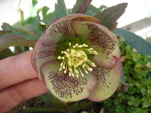 �^�N����́u��͉��|�v