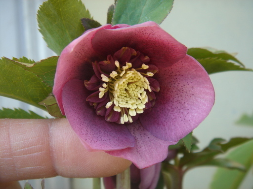 �^�N����́u��͉��|�v