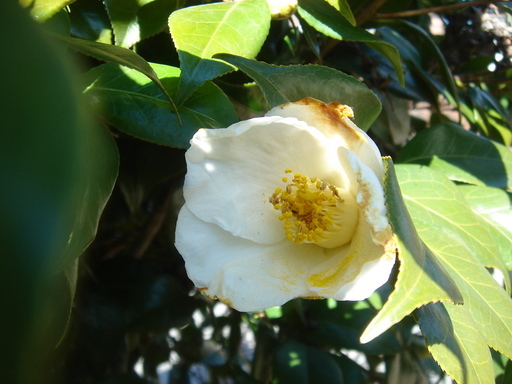 �^�N����́u��͉��|�v