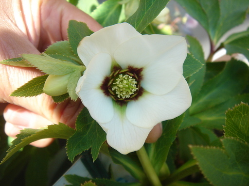 �^�N����́u��͉��|�v