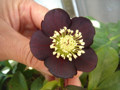 �^�N����́u��͉��|�v