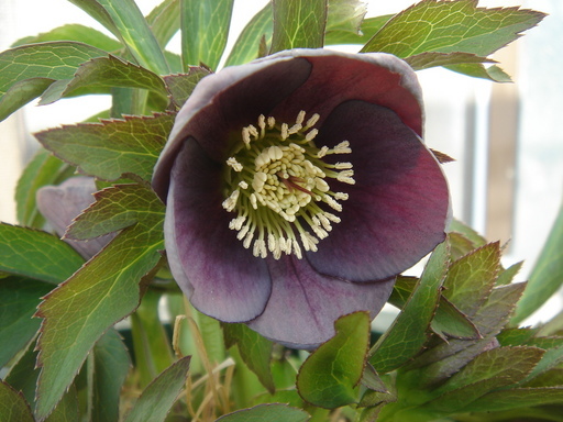 �^�N����́u��͉��|�v