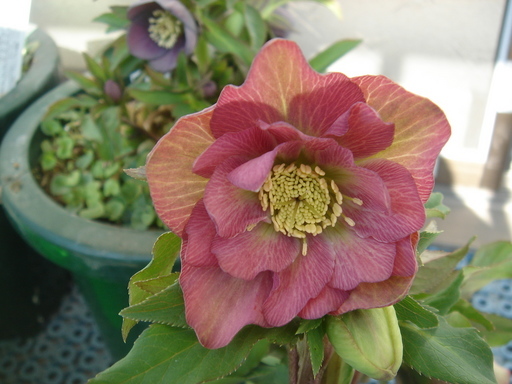 �^�N����́u��͉��|�v