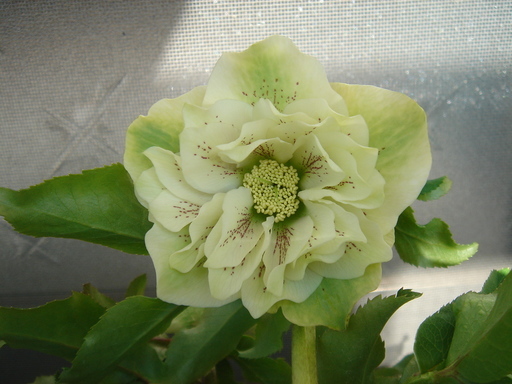 �^�N����́u��͉��|�v