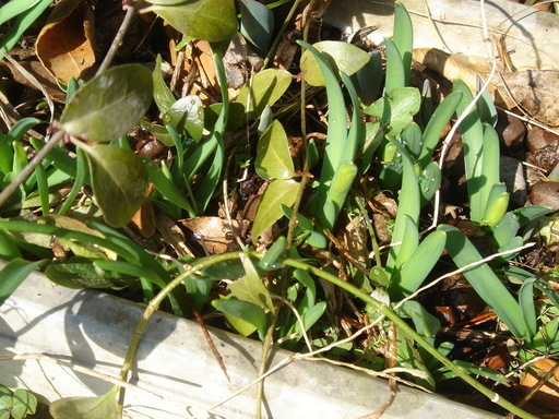 �^�N����́u��͉��|�v