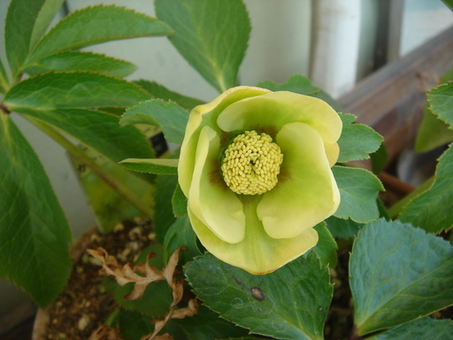 �^�N����́u��͉��|�v