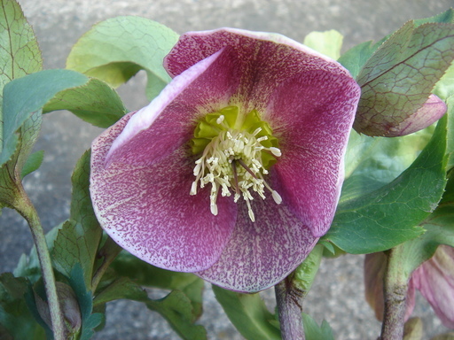 �^�N����́u��͉��|�v