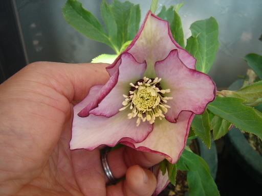 �^�N����́u��͉��|�v